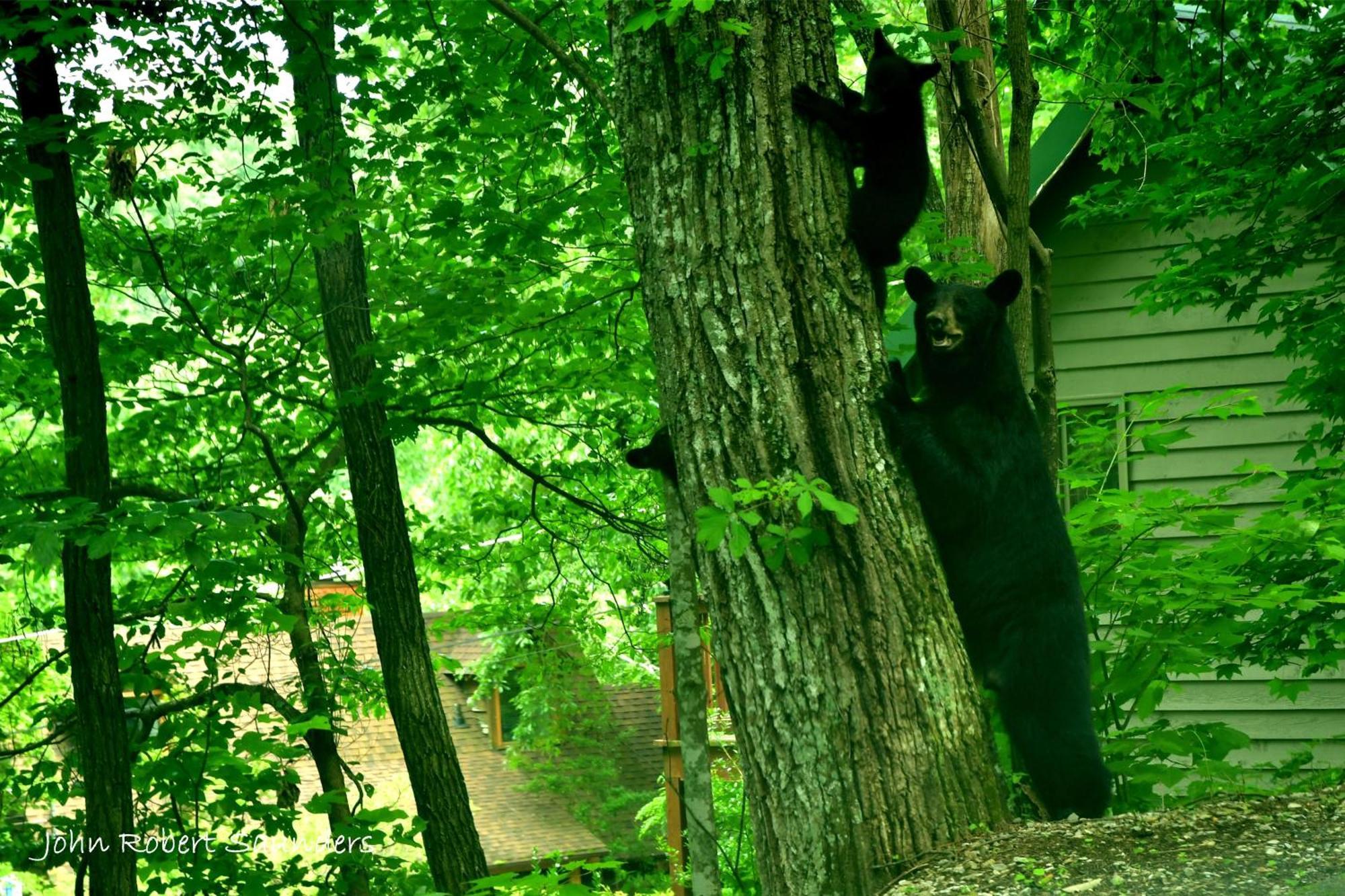 Wild Thing #1525 Villa Gatlinburg Exteriör bild